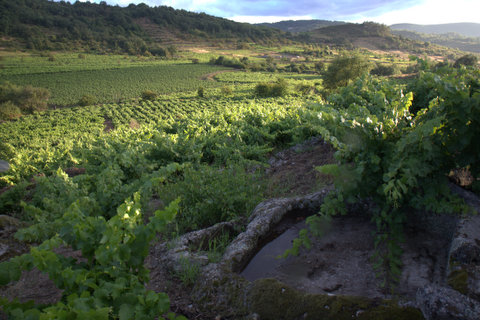 Viñedos de Rochal con lagar rupestre